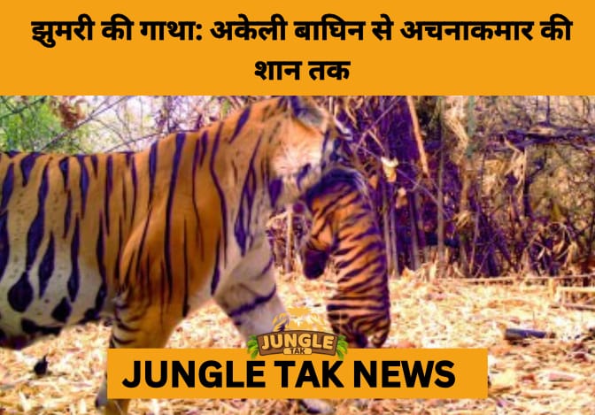 Jhumri: The Tigress Who Brought Achanakmar Back to Life- JUNGLE TAK