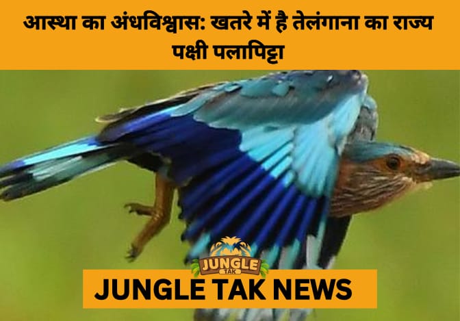Telangana’s State Bird Indian Roller Faces Festival Threats Amid Illegal Hunting During Dasara- JUNGLE TAK
