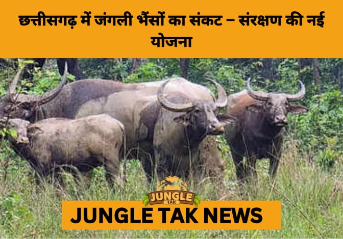 Chhattisgarh Launches High-Level Conservation Plan to Save Declining Wild Buffalo Population- JUNGLE TAK