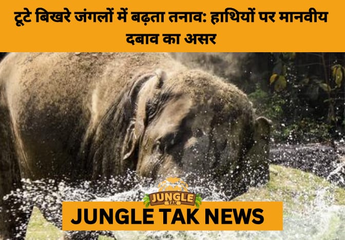 Study Reveals High Stress Levels in South Bengal’s Elephants Amid Habitat Loss and Human Conflict- JUNGLE TAK