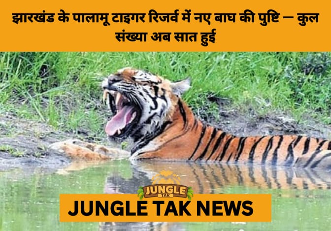 New Male Tiger Spotted in Palamu Tiger Reserve: Jharkhand Marks Remarkable Comeback with 7 Tigers- JUNGLE TAK