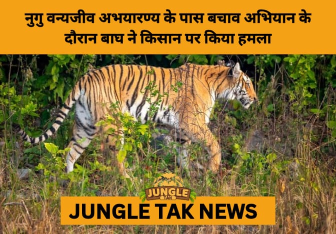 Tiger Attack During Rescue Operation Near Nugu Wildlife Reserve Sparks Debate on Human–Wildlife Conflict in Karnataka- JUNGLE TAK
