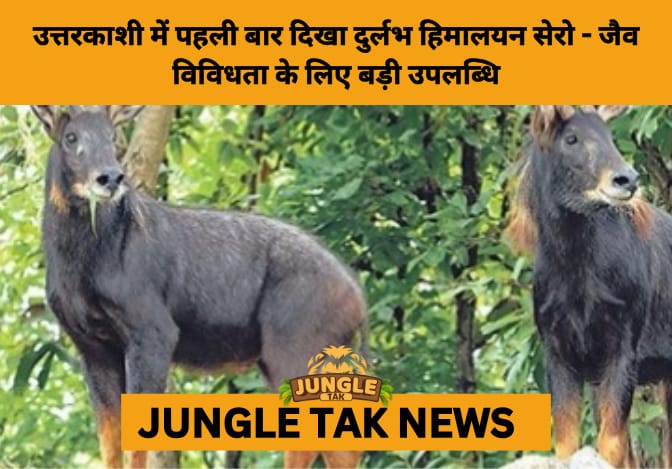 Rare Himalayan Serow Spotted for the 1st Time in Uttarkashi — A Milestone for Uttarakhand’s Biodiversity- JUNGLE TAK
