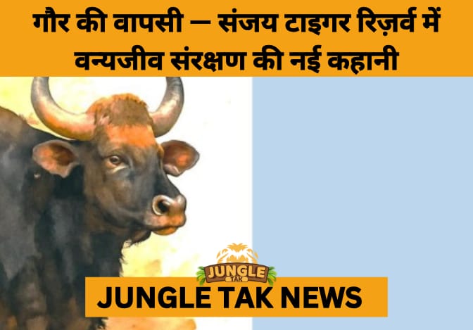 Gaur Make a Triumphant Return: Sanjay Tiger Reserve’s Rewilding Success Showcased in 2nd Annual Report- JUNGLE TAK