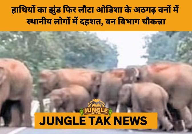 Herd of 17 Elephants Re-enters Athagarh Forest Division, Sparking Fresh Fears of Crop Damage and Conflict- JUNGLE TAK