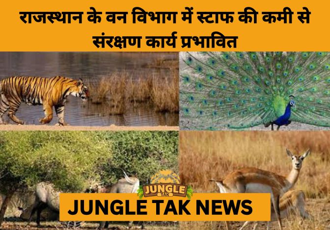 Severe Staff Shortage Threatens Rajasthan’s Wildlife Conservation Efforts- JUNGLE TAK