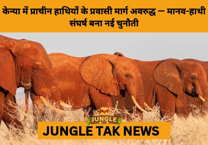 Kenya’s Elephant Corridors Under Threat as Human Encroachment Blocks Ancient Migration Routes- JUNGLE TAK