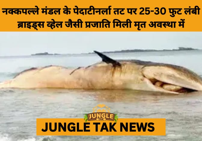 Dead Bryde’s Whale Washes Ashore on Pedateenarla Coast in Andhra Pradesh-JUNGLE TAK