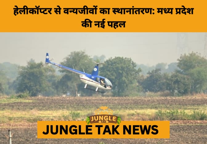 India Launches 1st Helicopter-Guided Wildlife Translocation to Support Cheetah Reintroduction in Madhya Pradesh- JUNGLE TAK