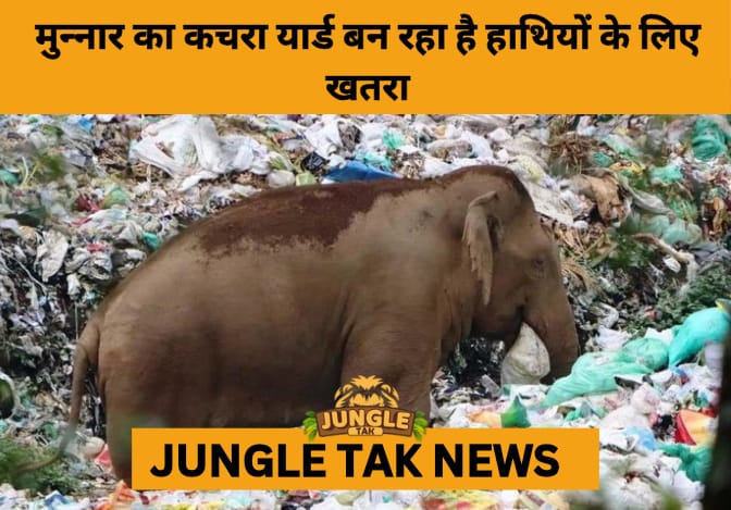 Tusker Ottakompan’s Plastic Peril: Munnar Dump Yard Poses Serious Threat to Wildlife- JUNGLE TAK