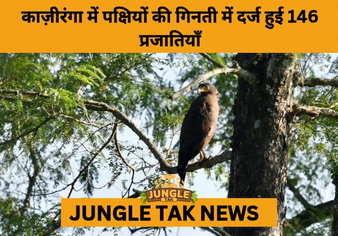 Kaziranga Records 146 Bird Species in Kati Bihu Survey, Showcasing Assam’s Avian Diversity- JUNGLE TAK