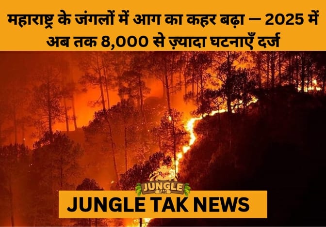 Maharashtra Sees 56% Surge in Forest Fires, Chandrapur Worst Hit- JUNGLE TAK