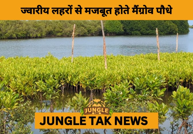 Tamil Nadu Launches First-Ever Tidal Mangrove Nursery at Killai to Boost Coastal Resilience- JUNGLE TAK