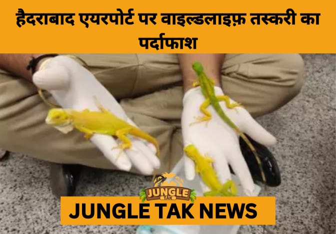 Wildlife Smuggling Foiled at Hyderabad Airport: Customs Seize Rare Two-Headed Turtle, Iguanas, and Monitor Lizard- JUNGLE TAK