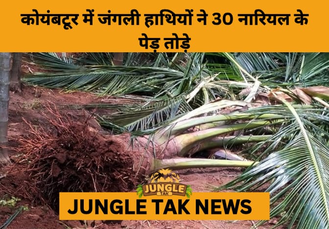 Elephant Herd Destroys Coconut Farm in Coimbatore’s Dhaliyur, Renewing Concerns Over Human-Wildlife Conflict-JUNGLE TAK