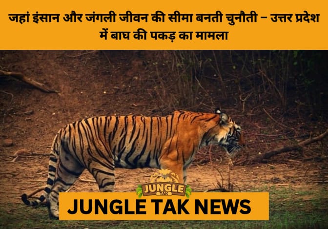 Tiger Safely Captured in Sitapur After Human-Wildlife Conflict Incident Near Narni Village- JUNGLE TAK