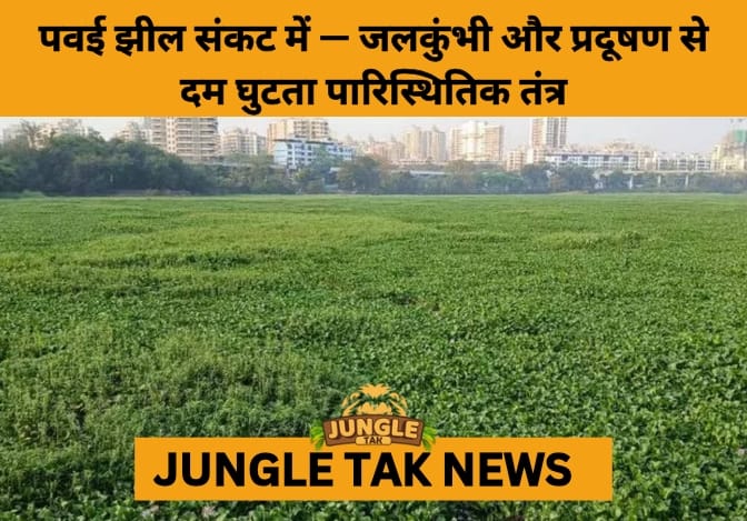 Powai Lake on the Brink: Mumbai’s Iconic Waterbody Struggles for Survival- JUNGLE TAK