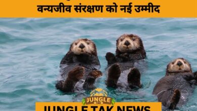 Smooth-Coated Otter Spotted Again in Chhattisgarh After 25 Years- JUNGLE TAK