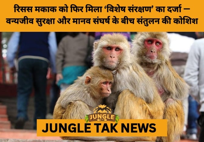 MoEFCC Restores Special Protection for Rhesus Macaque, Rekindling Debate on Human–Wildlife Coexistence- JUNGLE TAK