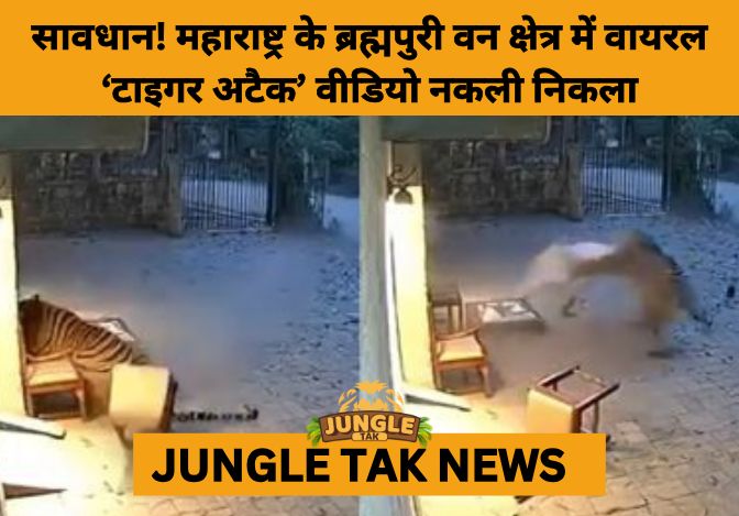Brahmapuri Forest Officials Expose Viral Tiger Attack Video as AI-Generated Fake- JUNGLE TAK