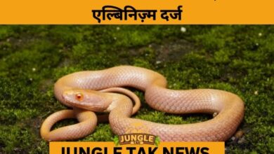 Assam Records 1st-Ever Albino Checkered Keelback: A Rare Genetic Marvel- JUNGLE TAK