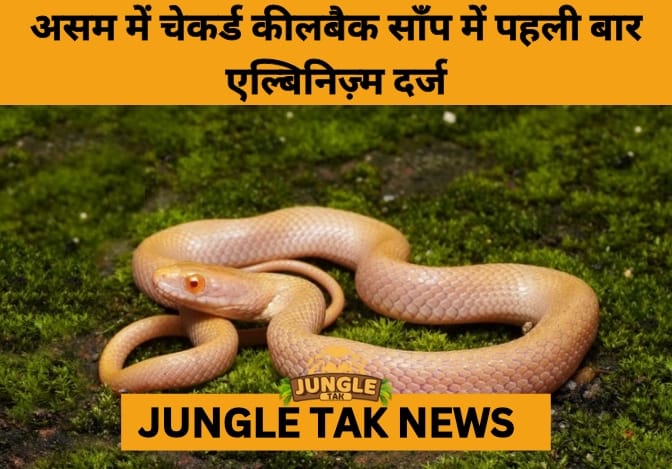 Assam Records 1st-Ever Albino Checkered Keelback: A Rare Genetic Marvel- JUNGLE TAK