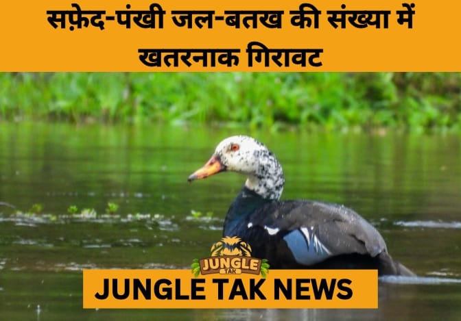 White-Winged Wood Duck Nearing Extinction in Northeast India, New Survey Warns- JUNGLE TAK