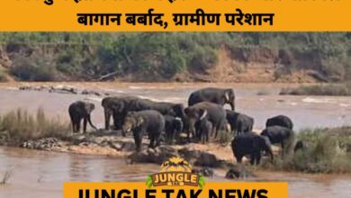Elephant Raids Spark Panic in Kodagu Villages, Ravaging Coffee and Areca Plantations- JUNGLE TAK