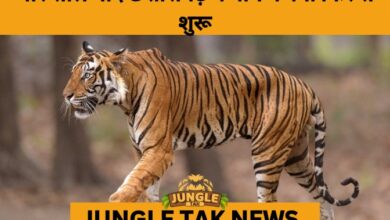 Chhattisgarh to Resume State-Wide Tiger Census After 4 Years- JUNGLE TAK