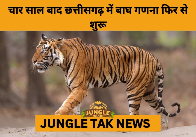 Chhattisgarh to Resume State-Wide Tiger Census After 4 Years- JUNGLE TAK
