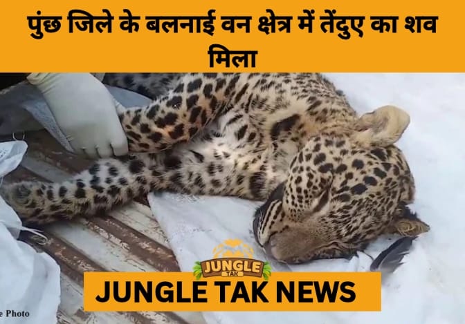 Leopard Found Dead in Poonch Forests Sparks Concern Among Wildlife Authorities- JUNGLE TAK