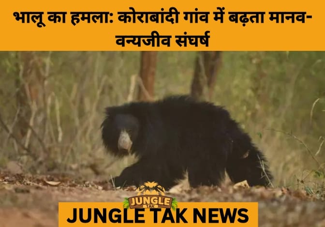 Rising Human-Wildlife Conflict: Sloth Bear Attack in Korabandi Highlights Urgent Need for Habitat Restoration- JUNGLE TAK