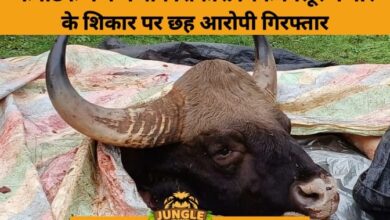 6 Arrested for Poaching Protected Gaur in Chikkamagaluru Coffee Estate- JUNGLE TAK