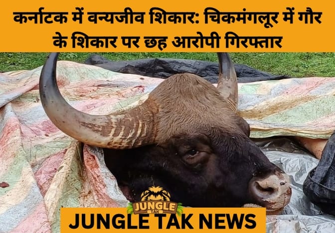 6 Arrested for Poaching Protected Gaur in Chikkamagaluru Coffee Estate- JUNGLE TAK