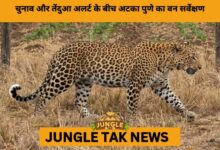 Pune’s SC-Ordered Forest Land Reclamation Drive Slows Amid Manpower Shortage- JUNGLE TAK