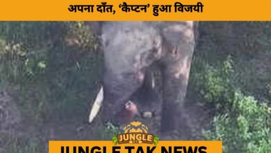 Epic Battle Between Tusker Titans ‘Bheema’ and ‘Captain’ in Hassan Leaves One Injured and Stuns Onlookers- JUNGLE TAK