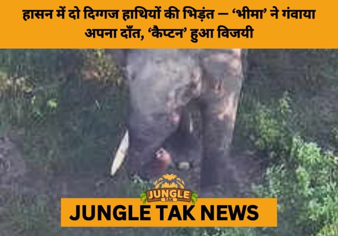 Epic Battle Between Tusker Titans ‘Bheema’ and ‘Captain’ in Hassan Leaves One Injured and Stuns Onlookers- JUNGLE TAK