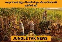 Leopard Encounters Surge in Jaipur as Urban Expansion Pushes Wildlife Into City- JUNGLE TAK