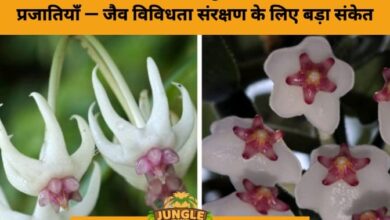 New Hoya Species Expand India’s Floral Map: Rare Discoveries from Arunachal Pradesh- JUNGLE TAK