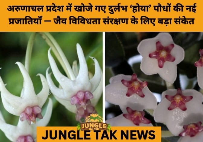 New Hoya Species Expand India’s Floral Map: Rare Discoveries from Arunachal Pradesh- JUNGLE TAK