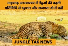 Leopard Activity Spikes in Jaipur’s Nahargarh Sanctuary Amid Habitat Pressures- JUNGLE TAK