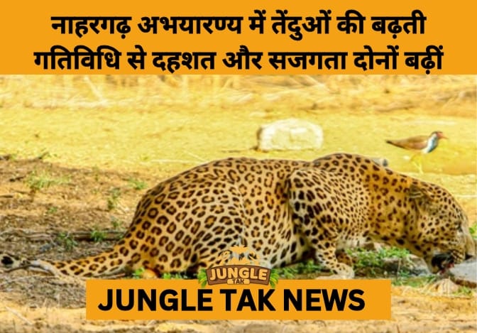 Leopard Activity Spikes in Jaipur’s Nahargarh Sanctuary Amid Habitat Pressures- JUNGLE TAK
