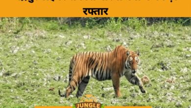 Chandrapur Tiger Safari Nears Completion: Maharashtra’s ₹600-Crore Eco-Tourism Marvel- JUNGLE TAK