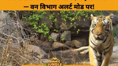 Tiger Returns to Barnawapara: Roar of Revival in Chhattisgarh’s Forests- JUNGLE TAK