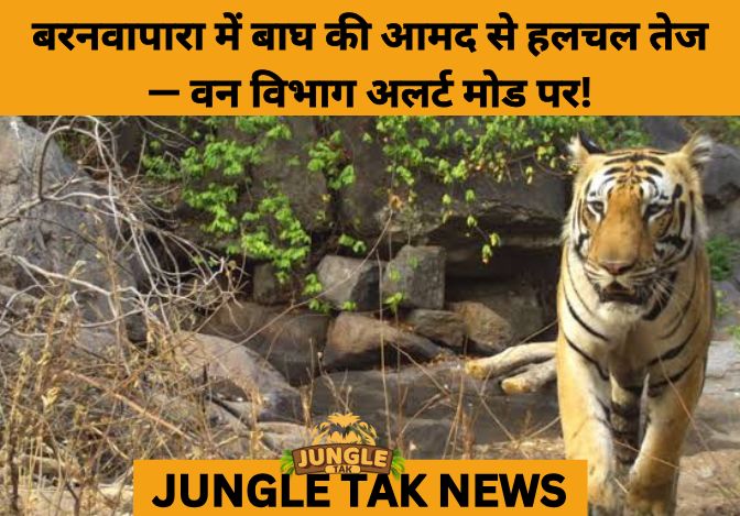 Tiger Returns to Barnawapara: Roar of Revival in Chhattisgarh’s Forests- JUNGLE TAK