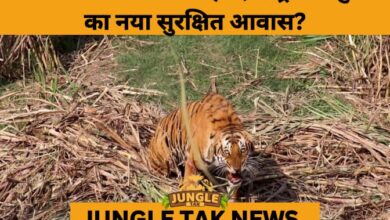 Leopards Turn to Sugarcane Fields as Maharashtra’s Forests Shrink- JUNGLE TAK
