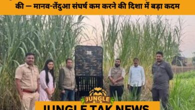 Maharashtra to Relocate 50 Leopards from Junnar to Gujarat’s Vantara Facility to Curb Rising Human-Wildlife Conflict- JUNGLE TAK