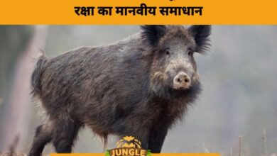 Tirunelveli Farmers Use Remote-Operated Humane Trap to Tackle Wild Boar Raids- JUNGLE TAK