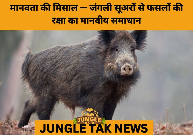 Tirunelveli Farmers Use Remote-Operated Humane Trap to Tackle Wild Boar Raids- JUNGLE TAK