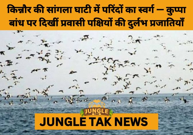 Saranda Forest Protection